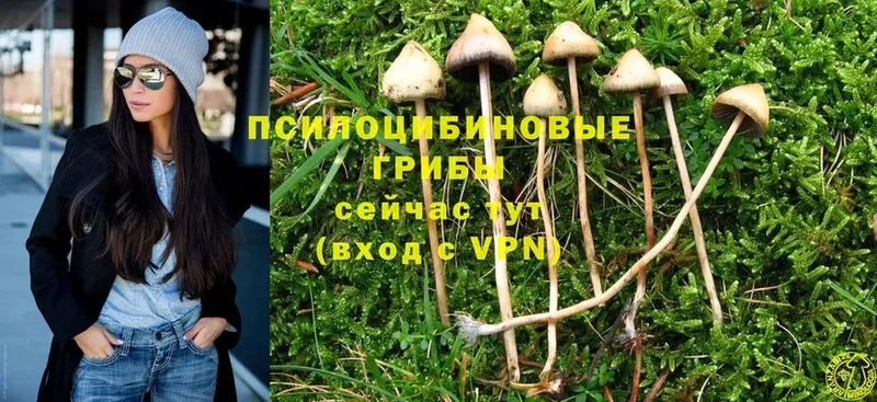 Галлюциногенные грибы Magic Shrooms  Лермонтов 